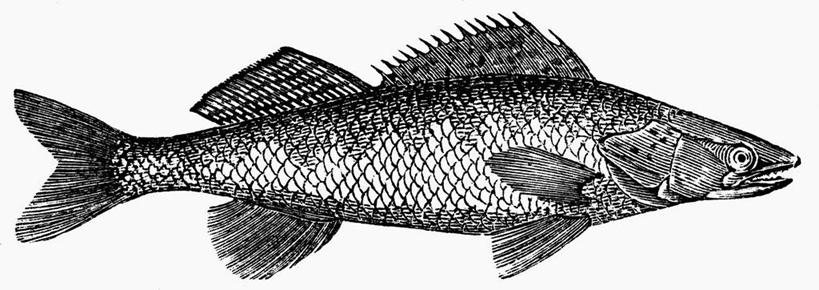 无人,横图,黑白,插画,室内,白天,白色背景,正面,数码,科技,一条,阴影,网络,鱼,高光,几何,计算机图形,合成,图画,水产,鱼类,画,鲈鱼,电脑合成图,数码合成图,合成图,水生动物,水生物,漫画,写实,具体,具象,梭鲈,小狗鱼,全身