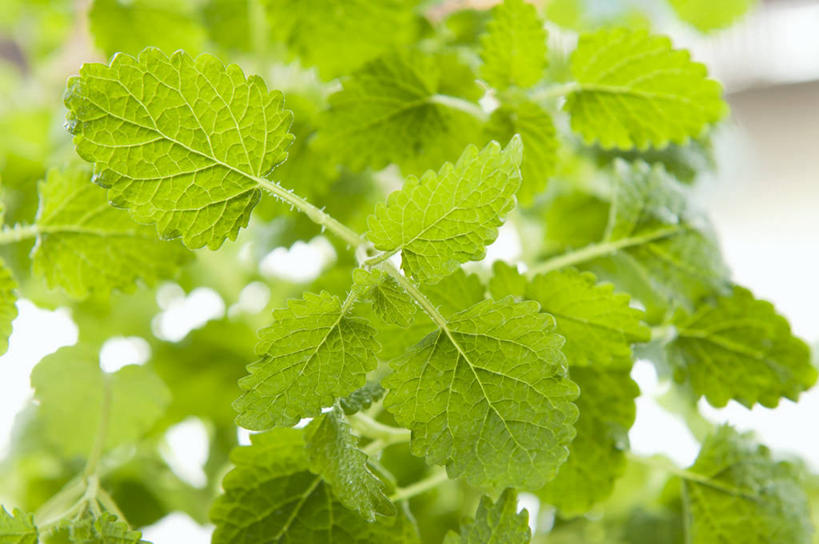 无人,横图,室内,特写,白天,正面,植物,叶子,阴影,朦胧,模糊,反射,纹理,影子,绿叶,草药,药草,中药,绿色,嫩叶,药材,中草药,蜜蜂花,中药材,本草,肌理,鼻血草,叶,叶片,叶脉,彩图