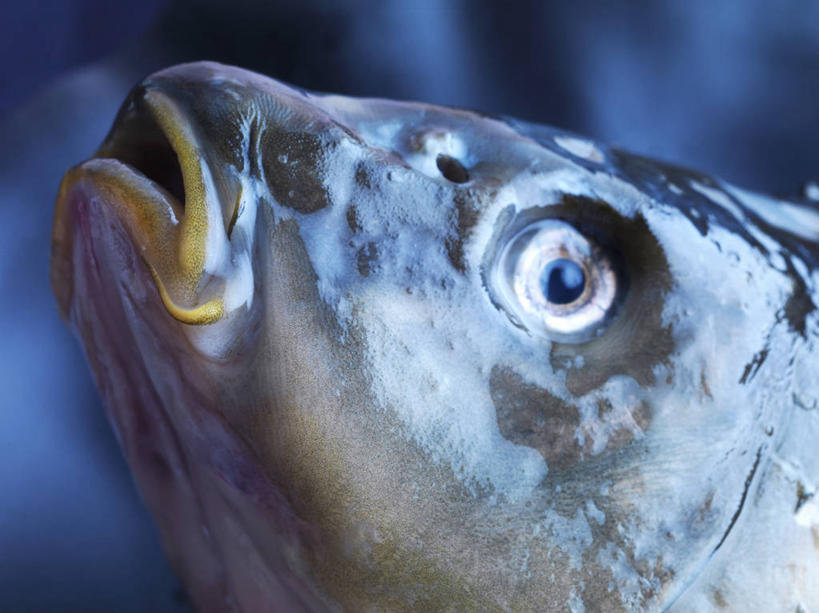 头,无人,横图,俯视,室内,特写,白天,鲤鱼,阴影,朦胧,模糊,反射,鱼,影子,鱼类,死亡,殒命,灭亡,头部,鲤子,鲤拐子,彩图,高角度拍摄