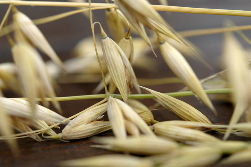 无人,横图,俯视,室内,特写,白天,许多,阴影,朦胧,模糊,反射,影子,燕麦,玉麦,铃铛麦,裸燕麦,雀麦,野麦,莜麦,彩图,高角度拍摄