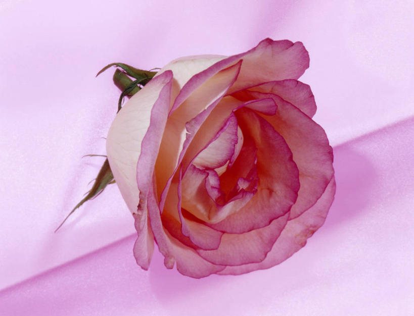 无人,横图,俯视,室内,特写,白天,爱情,幸福,纯洁,热情,玫瑰,阴影,粉色背景,盛开,反射,影子,玫瑰花,浪漫,花蕾,花,花瓣,花朵,鲜花,一朵,粉色,花苞,花蕊,温暖,温馨,恩爱,摄影,影棚,和睦,感动,尊敬,天真,刺玫花,徘徊花,彩图,高角度拍摄,影棚拍摄,拍摄,融洽