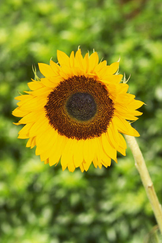 无人,竖图,室外,特写,白天,正面,爱情,幸福,草地,草坪,美景,太阳,植物,向日葵,阴影,朦胧,模糊,盛开,光线,影子,景观,花蕾,草,花,花瓣,花朵,鲜花,一朵,绿色,阳光,自然,花苞,花蕊,景色,自然风光,光辉,沉默,忠诚,勇敢,投缘,爱慕,高傲,朝阳花,葵花,望日莲,向阳花,转日莲,彩图