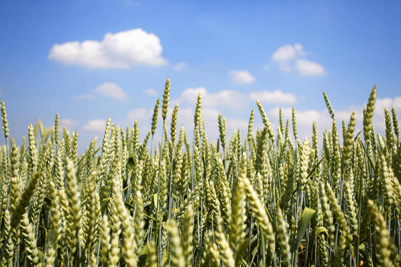 无人,农田,横图,室外,特写,白天,正面,旅游,度假,庄稼,农作物,美景,阴影,光线,影子,景观,云,云朵,麦田,云彩,娱乐,蓝色,白云,蓝天,天空,阳光,自然,天,享受,休闲,景色,放松,麦子,晴朗,自然风光,斯佩尔特小麦,晴空,彩图,耕地,庄稼田