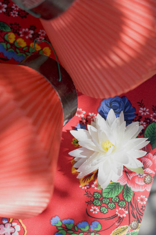 无人,竖图,俯视,室内,特写,白天,睡莲,照明,阴影,盛开,反射,灯笼,影子,纸灯笼,花蕾,花,花瓣,花朵,鲜花,红色,灯具,花苞,花蕊,照亮,照明设备,纯真,妖艳,水芹花,抒情,洁净,水洋花,子午莲,彩图,高角度拍摄