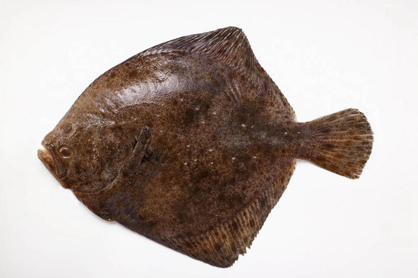 海鲜,无人,横图,俯视,室内,特写,白天,白色背景,餐桌,桌子,比目鱼,一条,阴影,反射,鱼,影子,水产,海洋生物,摄影,影棚,餐台,水生动物,海产品,水生物,海底动物,鲽鱼,彩图,高角度拍摄,全身,影棚拍摄,拍摄