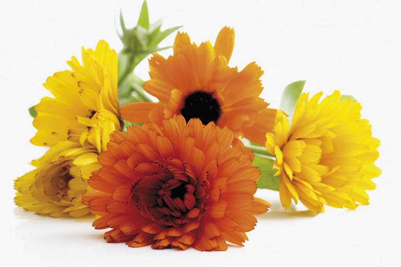 无人,横图,俯视,室内,特写,白天,白色背景,餐桌,桌子,叶子,阴影,朦胧,模糊,盛开,反射,影子,绿叶,花蕾,花,花瓣,花朵,鲜花,花苞,花蕊,嫩叶,摄影,影棚,餐台,分别,离别,长生菊,黄金盏,金盏花,金盏菊,醒酒花,惜别,叶,叶片,彩图,高角度拍摄,影棚拍摄,拍摄