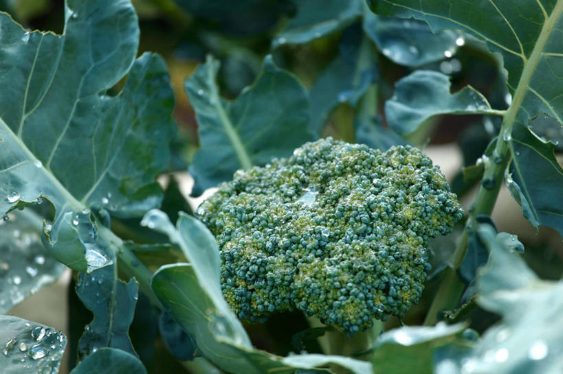 无人,横图,俯视,室外,特写,白天,蔬菜,叶子,阴影,新鲜,反射,影子,花菜,花椰菜,西兰花,食品,绿叶,食物,嫩叶,有机食品,绿色食品,椰菜花,甘蓝花,叶,叶片,彩图,高角度拍摄