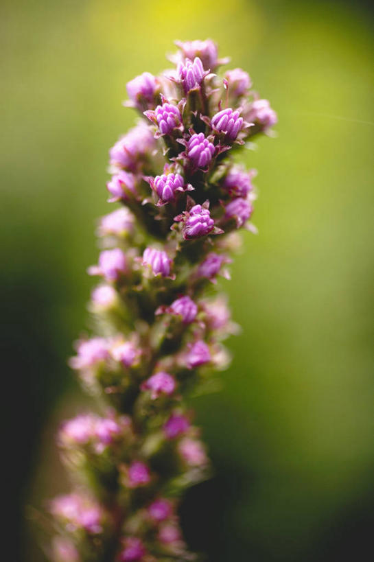 无人,竖图,室外,特写,白天,正面,花海,花圃,植物,叶子,朦胧,模糊,盛开,猫尾花,麒麟菊,蛇鞭菊,花蕾,花,花瓣,花朵,花卉,鲜花,绿色,花丛,花束,花田,花苞,花蕊,菊花,努力,警惕,彩图