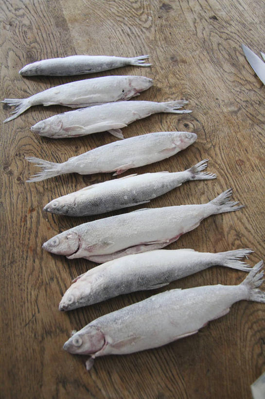 无人,竖图,俯视,室内,特写,白天,餐桌,桌子,一排,许多,阴影,整齐,反射,鱼,粉末,影子,面粉,很多,粮食,水产,鱼类,排列,粉,餐台,农产品,队列,水生动物,水生物,原材料,粉状,白鱼,彩图,高角度拍摄,全身