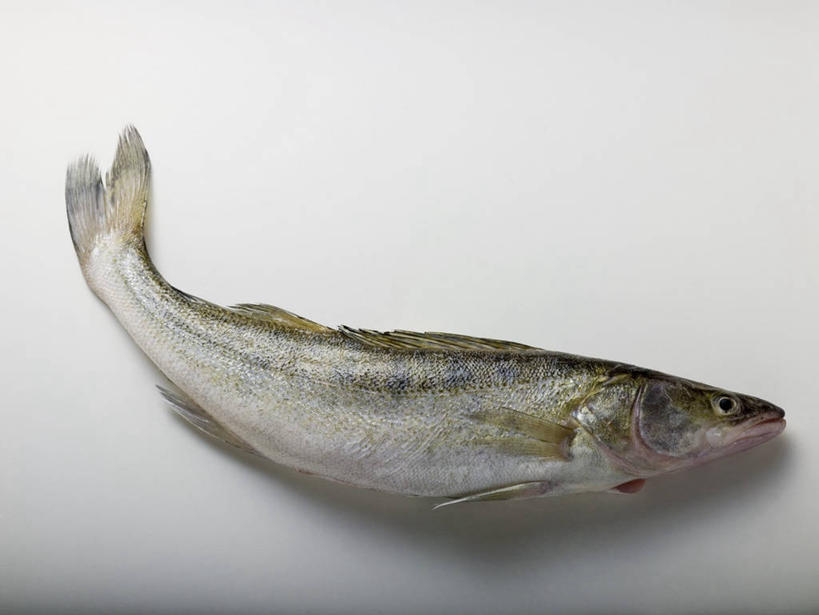 无人,横图,俯视,室内,特写,白天,白色背景,餐桌,桌子,一条,阴影,反射,鱼,影子,水产,鱼类,摄影,影棚,餐台,鲈鱼,水生动物,水生物,梭鲈,小狗鱼,彩图,高角度拍摄,全身,影棚拍摄,拍摄