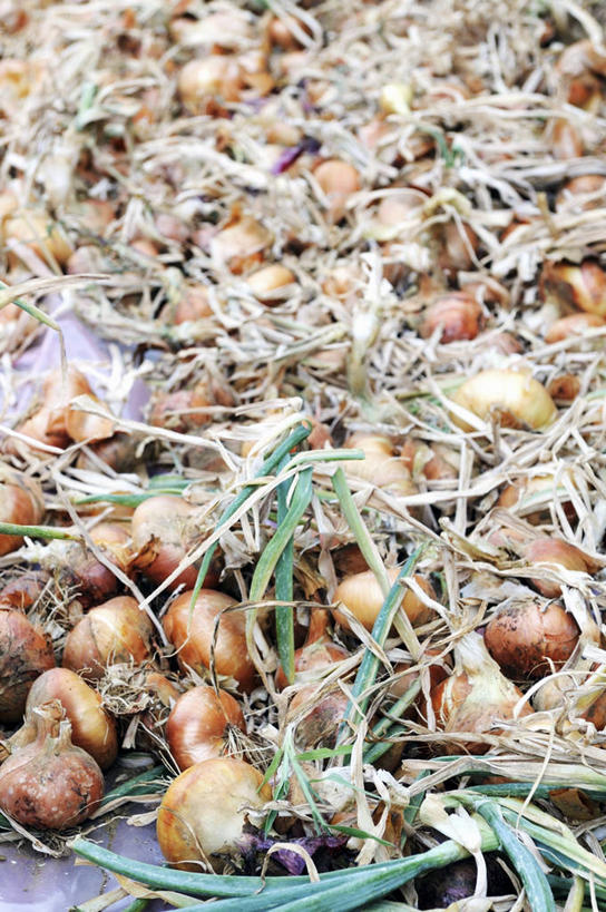 无人,竖图,俯视,室内,特写,白天,餐桌,桌子,蔬菜,洋葱,一堆,许多,收成,阴影,堆叠,堆积,新鲜,反射,影子,食品,很多,食物,有机食品,绿色食品,收获,餐台,堆,玉葱,劳绩,圆葱,洋葱头,球葱,葱头,彩图,高角度拍摄