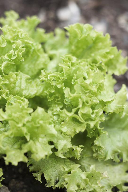 无人,农田,竖图,俯视,室外,特写,白天,庄稼,农作物,蔬菜,阴影,丰富,丰收,朦胧,模糊,新鲜,反射,影子,生菜,莴苣,食品,丰盛,食物,有机食品,绿色食品,春菜,鹅仔菜,莴仔菜,千金菜,叶用莴苣,丰登,丰硕,彩图,高角度拍摄,耕地,庄稼田