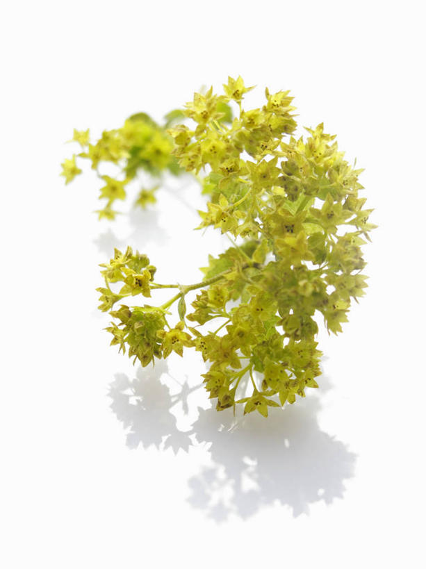 无人,竖图,俯视,室内,特写,白天,白色背景,植物,餐桌,桌子,阴影,反射,影子,调味,香料,佐料,羽衣草,草药,药草,中药,一个,摄影,影棚,单个,餐台,配料,药材,中草药,中药材,本草,作料,斗篷草,彩图,高角度拍摄,影棚拍摄,拍摄