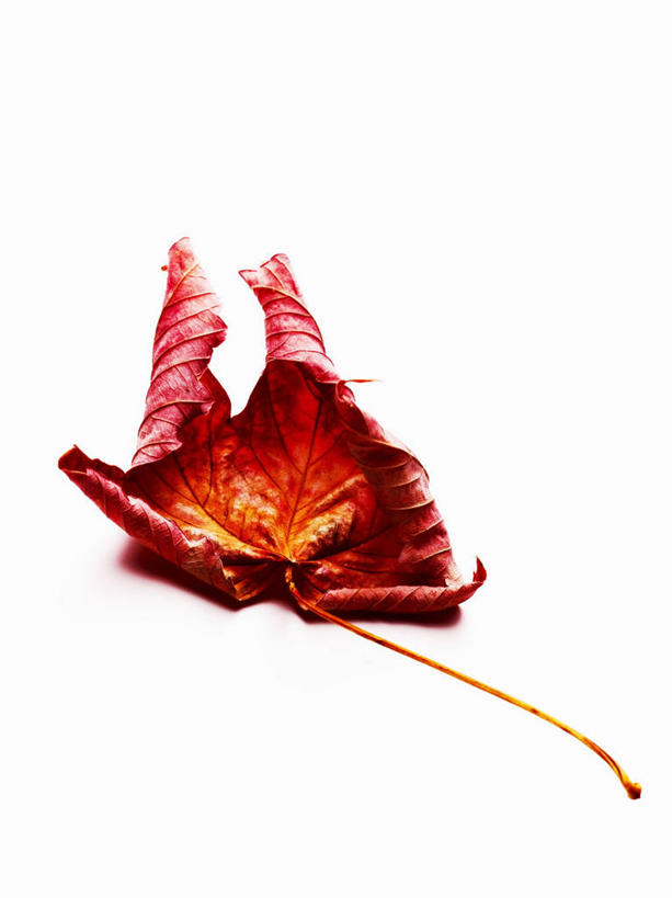 无人,竖图,俯视,室内,特写,白天,白色背景,静物,叶子,一片,阴影,反射,影子,枫叶,枯叶,落叶,黄色,红色,摄影,影棚,枫树叶,叶,叶片,彩图,高角度拍摄,影棚拍摄,拍摄