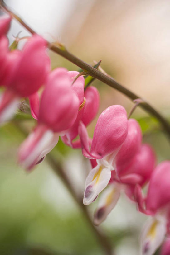 无人,竖图,室外,特写,白天,正面,美景,植物,朦胧,模糊,盛开,景观,枝条,花蕾,花,花瓣,花朵,鲜花,树,树木,树枝,自然,花苞,花蕊,景色,同意,接受,自然风光,荷包牡丹,铃儿草,兔儿牡丹,鱼儿牡丹,答应,虬枝,枝杈,彩图