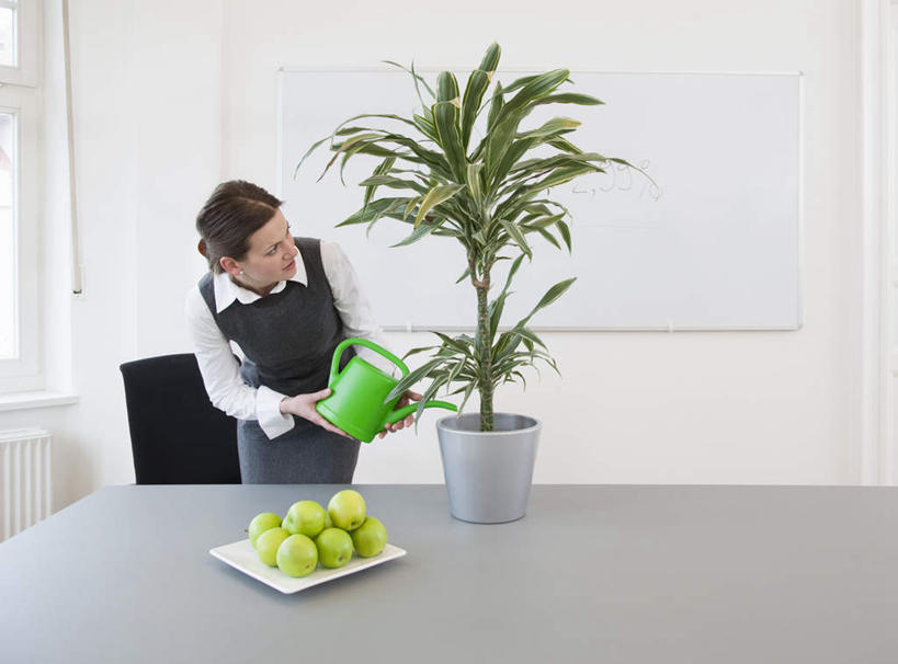 西方人,一个人,商务人士,商务女性,办公室,站,横图,室内,白天,正面,植物,窗户,桌面,桌子,苹果,水果,椅子,欧洲,欧洲人,仅一个女性,仅一个人,一堆,许多,握,堆叠,堆积,套装,新鲜,壶,盆栽,办公桌,墙,生食,食品,果实,盆景,拿,洒水壶,拿着,注视,浇水,玻璃窗,墙壁,墙面,水壶,食物,绿色,自然,白板,会议椅,观察,看,站着,仅一个中年女性,握着,洒水,有机食品,绿色食品,生长,成长,观看,堆,办公椅,察看,关注,商务装,记录板,工薪阶层,记事板,商务椅,培训椅,浇水壶,女人,女性,中年女性,白种人,白领,上班族,站立,半身,彩图