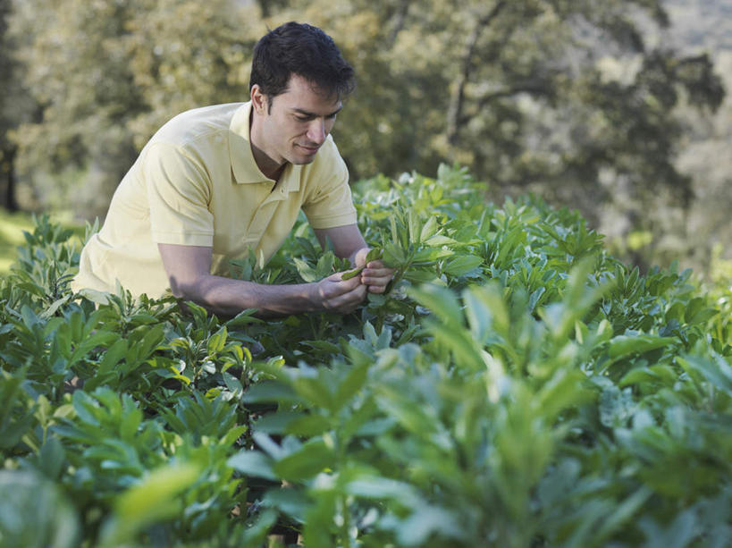 西方人,一个人,农田,蹲,横图,室外,白天,正面,庄稼,农作物,植物,蔬菜,欧洲,欧洲人,仅一个男性,仅一个人,仅一个中年男性,握,阴影,服装,朦胧,模糊,新鲜,光线,影子,食品,拿,拿着,注视,休闲装,树,树木,食物,衣服,黄色,绿色,阳光,自然,观察,看,休闲,休闲服,握着,服饰,有机食品,绿色食品,生长,成长,观看,察看,关注,衣鱼,男人,男性,中年男性,白种人,蹲着,半身,彩图,耕地,庄稼田