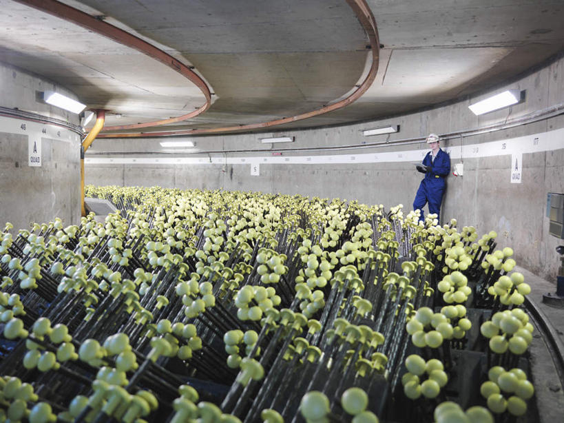 西方人,一个人,工程师,建筑工人,建筑师,站,横图,室内,白天,正面,工作服,制服,安全,花海,花圃,植物,帽子,叶子,照明,欧洲,欧洲人,仅一个男性,仅一个人,阴影,盛开,光线,头盔,影子,灯光,防护,花蕾,注视,顶灯,灯,花,花瓣,花朵,花卉,鲜花,仅一个年轻男性,蓝色,绿色,安全帽,手套,灯具,花丛,花束,花田,花苞,花蕊,观察,看,站着,发电厂,发电站,观看,保护,照亮,核电站,核反应堆,核能,察看,照明设备,关注,保险,装置,保全,周全,安稳,安定,防护手套,工作制服,核电厂,反应堆,原子反应堆,平安,男人,男性,年轻男性,白种人,技师,建筑工,建筑设计师,站立,彩图,全身,工作套服