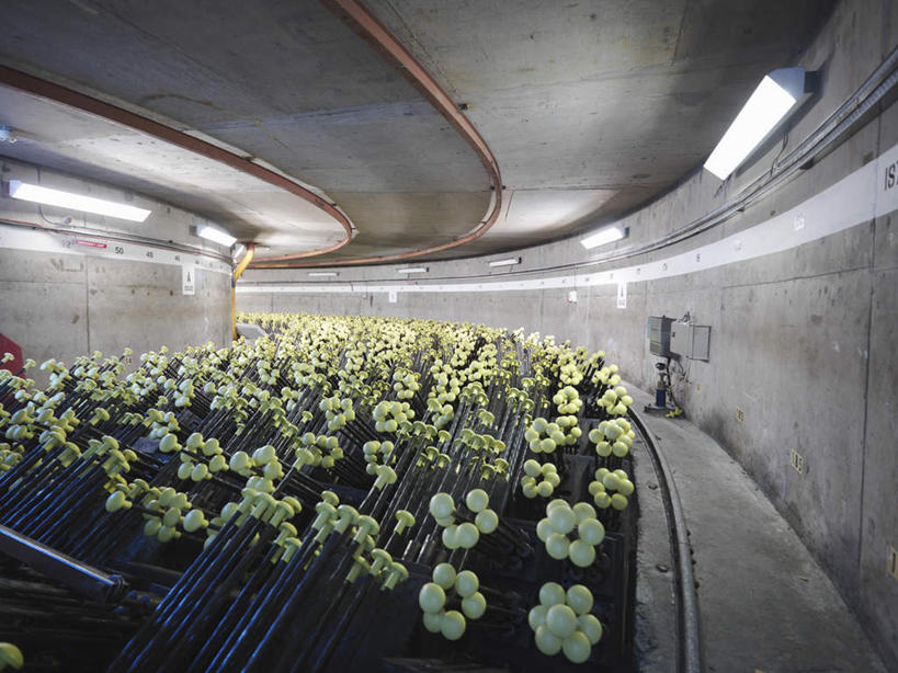 无人,横图,室内,白天,正面,花海,花圃,植物,叶子,照明,英国,欧洲,阴影,盛开,光线,影子,灯光,花蕾,顶灯,苏格兰,灯,花,花瓣,花朵,花卉,鲜花,绿色,灯具,花丛,花束,花田,花苞,花蕊,发电厂,发电站,照亮,核电站,核反应堆,核能,照明设备,西欧,装置,大不列颠,大不列颠及北爱尔兰联合王国,大不列颠联合王国,日不落英帝国,苏格兰王国,核电厂,反应堆,原子反应堆,彩图