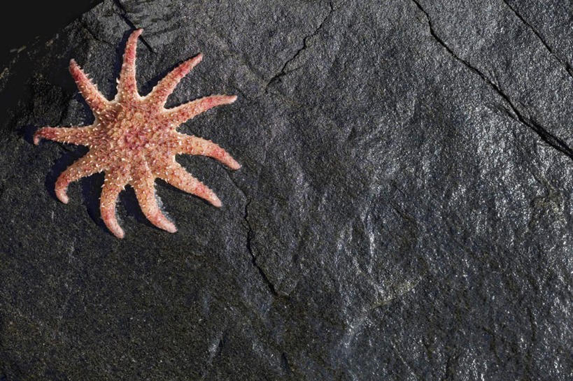 无人,横图,俯视,室外,特写,白天,石头,美景,海星,挪威,欧洲,石子,景观,海洋生物,一个,粉色,黑色,自然,动物,生物,景色,单个,斯堪的纳维亚,自然风光,北欧,斯堪的那维亚,斯堪的那维亚半岛,斯堪的纳维亚半岛,首府,挪威王国,南特伦德拉格,南特伦德拉格郡,棘皮动物门,石块,岩石,星鱼,彩图,高角度拍摄,全身,特隆赫姆