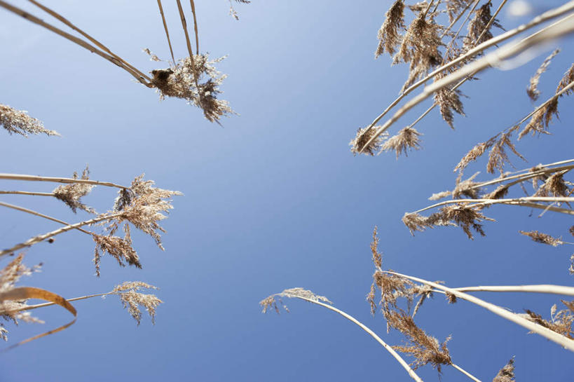 无人,横图,室外,白天,仰视,旅游,度假,农作物,小麦,美景,德国,欧洲,许多,阴影,光线,影子,景观,谷物,很多,凌乱,娱乐,蓝色,蓝天,天空,阳光,自然,天,享受,休闲,景色,放松,麦子,晴朗,淡水湖,混乱,西欧,自然风光,万里无云,德意志联邦共和国,巴伐利亚,巴伐利亚州,拜恩州,拜恩自由州,纷乱,缭乱,庞杂,阿默尔湖,阿默湖,晴空,晴空万里,彩图,低角度拍摄