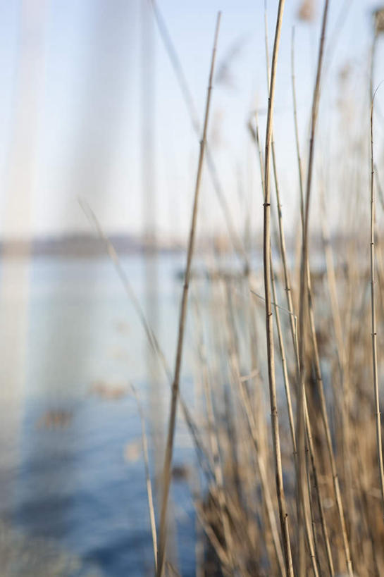 无人,竖图,室外,白天,正面,旅游,度假,湖,湖泊,美景,水,植物,芦苇,德国,欧洲,阴影,波纹,枯萎,朦胧,模糊,光线,影子,湖面,景观,水流,水面,枯草,涟漪,娱乐,草,黄色,蓝色,倒影,蓝天,水纹,天空,阳光,自然,波浪,湖水,天,享受,休闲,景色,放松,晴朗,淡水湖,倒映,西欧,自然风光,万里无云,德意志联邦共和国,水晕,巴伐利亚,巴伐利亚州,拜恩州,拜恩自由州,芦芛,反照,芦,芦花,苇,阿默尔湖,阿默湖,晴空,晴空万里,彩图