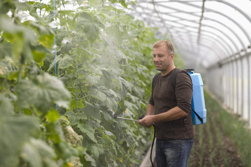 西方人,一个人,菜园,站,举,横图,室内,白天,侧面,农作物,田园,植物,蔬菜,欧洲,欧洲人,仅一个男性,仅一个人,仅一个中年男性,握,阴影,服装,朦胧,模糊,新鲜,光线,暖棚,影子,食品,拿,拿着,注视,休闲装,食物,衣服,绿色,阳光,自然,低头,观察,看,托,站着,休闲,休闲服,握着,服饰,有机食品,绿色食品,生长,成长,观看,察看,关注,喷雾器,菜棚,田庄,男人,男性,中年男性,白种人,举起,举手,举着,向上举,向上伸,向上托,站立,半身,彩图