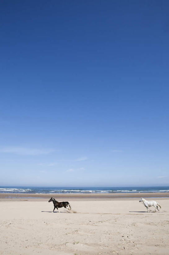 无人,跑,竖图,室外,白天,正面,锻炼,旅游,度假,运动,海浪,海洋,美景,哺乳动物,马,野生动物,英国,欧洲,景观,浪花,水平线,云,云朵,辽阔,海平线,云彩,注视,娱乐,苏格兰,一匹,蓝色,白云,蓝天,天空,自然,海水,动物,天,观察,看,享受,休闲,广阔,景色,放松,可爱,运输,牲畜,活泼,晴朗,观看,一望无际,察看,西欧,关注,自然风光,水生动物,海獭,大不列颠,海景,大不列颠及北爱尔兰联合王国,大不列颠联合王国,日不落英帝国,苏格兰王国,无边无际,一马平川,体育,大海,风浪,海,海水的波动,近岸浪,涌浪,晴空,跑步,彩图,全身,健身,水天相接,水天一线