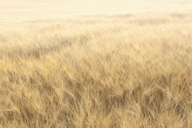 无人,横图,室外,白天,正面,旅游,度假,草地,草原,草坪,美景,植物,意大利,欧洲,阴影,枯萎,光线,影子,荒野,景观,旷野,热带,娱乐,草,阳光,自然,享受,休闲,景色,放松,死亡,托斯卡纳,南欧,自然风光,原野,荒原,意大利共和国,托斯卡纳大区,枯败,彩图