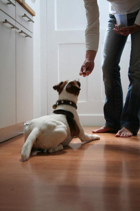 西方人,一个人,站,竖图,室内,白天,正面,地板,门,宠物,狗,欧洲,欧洲人,仅一个女性,仅一个人,弯腰,喂食,墙,杰克罗素梗,地面,注视,木地板,墙壁,墙面,一只,动物,门框,观察,看,趴着,站着,仅一个中年女性,可爱,观看,察看,关注,忠诚,弯身,帕尔森罗塞尔梗,杰克拉西尔梗,杰克.拉瑟梗,女人,女性,中年女性,白种人,项圈,犬,趴,站立,半身,彩图