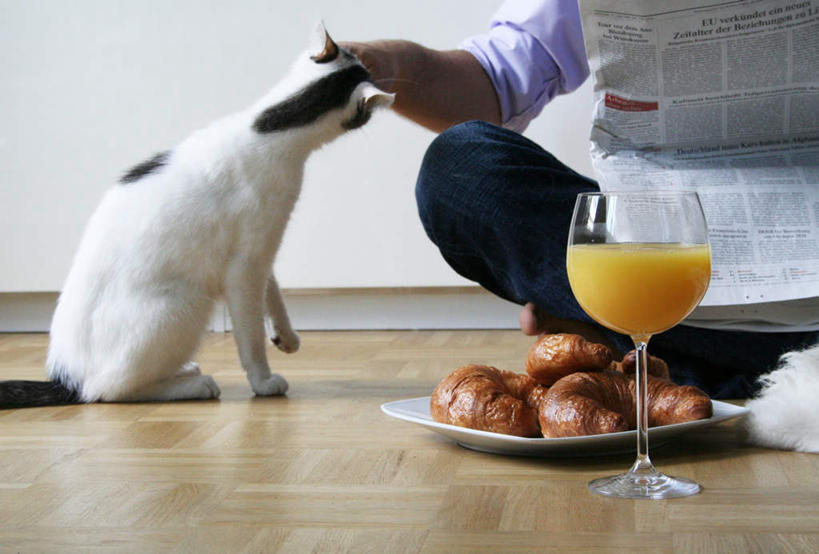 点心,面包,果汁,西方人,一个人,坐,摸,盘腿,横图,室内,白天,正面,地板,宠物,猫,柑橘,报纸,杯子,餐具,欧洲,欧洲人,仅一个男性,仅一个人,一堆,许多,抚摸,握,堆叠,堆积,信息,碟子,高脚杯,盘,墙,橙汁,食品,面点,羊角面包,红酒杯,地面,饮品,一杯,拿,拿着,木地板,墙壁,墙面,玻璃制品,食物,糕点,饮料,仅一个年轻男性,一只,动物,盘子,酒杯,碟,牛角面包,可爱,握着,堆,新闻,一份,葡萄酒杯,可口,猫咪,适口,男人,男性,年轻男性,白种人,玻璃杯,橘子,桔子,橙子,橙,触摸,接触,盘腿而坐,盘膝,盘着腿的,盘着腿坐,双腿交叉,坐着,半身,彩图,报刊