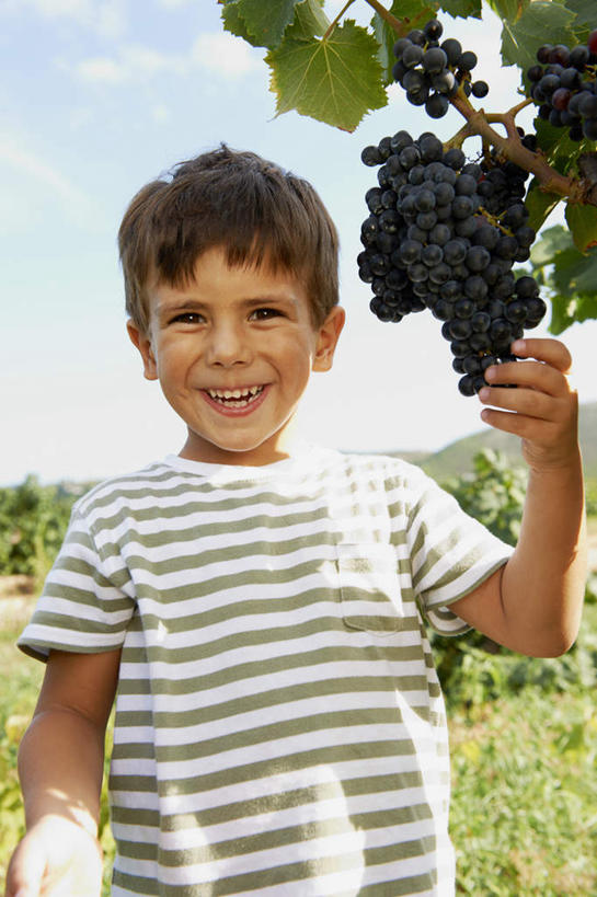 西方人,儿童,一个人,果园,站,笑,微笑,露齿笑,竖图,室外,白天,正面,T恤衫,纯洁,田园,葡萄,水果,欧洲,欧洲人,仅一个男性,仅一个人,许多,握,阴影,条纹,服装,丰收,新鲜,光线,影子,云,云朵,生食,食品,果实,T恤,云彩,注视,休闲装,葡萄园,架子,食物,小孩,衣服,蓝色,紫色,白云,蓝天,天空,阳光,庄园,天,观察,看,站着,仅一个小孩,休闲,休闲服,可爱,童年,童趣,握着,服饰,有机食品,绿色食品,收获,晴朗,观看,支撑,固定,察看,关注,葡萄架,童真,烂漫,无邪,天真,男孩,男人,男性,白种人,孩子,晴空,山葫芦,蒲桃,草龙珠,站立,半身,彩图,男生