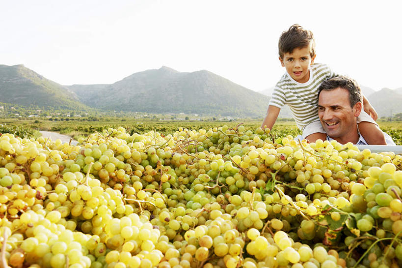 西方人,儿童,中年人,两个人,家庭,父亲,儿子,果园,站,笑,微笑,露齿笑,横图,室外,白天,正面,衬衫,纯洁,草地,草坪,山,田园,植物,葡萄,水果,欧洲,欧洲人,阴影,服装,新鲜,光线,影子,山峰,生食,食品,果实,山峦,注视,休闲装,葡萄园,架子,草,食物,小孩,骑,衣服,绿色,阳光,庄园,观察,看,扛,站着,休闲,温暖,温馨,父子,一家人,休闲服,父爱,可爱,童年,童趣,服饰,有机食品,绿色食品,观看,支撑,固定,和睦,察看,关注,葡萄架,童真,烂漫,无邪,扛在肩上,骑在肩上,天真,男孩,男人,男性,中年男性,白种人,孩子,山葫芦,蒲桃,草龙珠,站立,半身,彩图,衬衣,融洽,男生