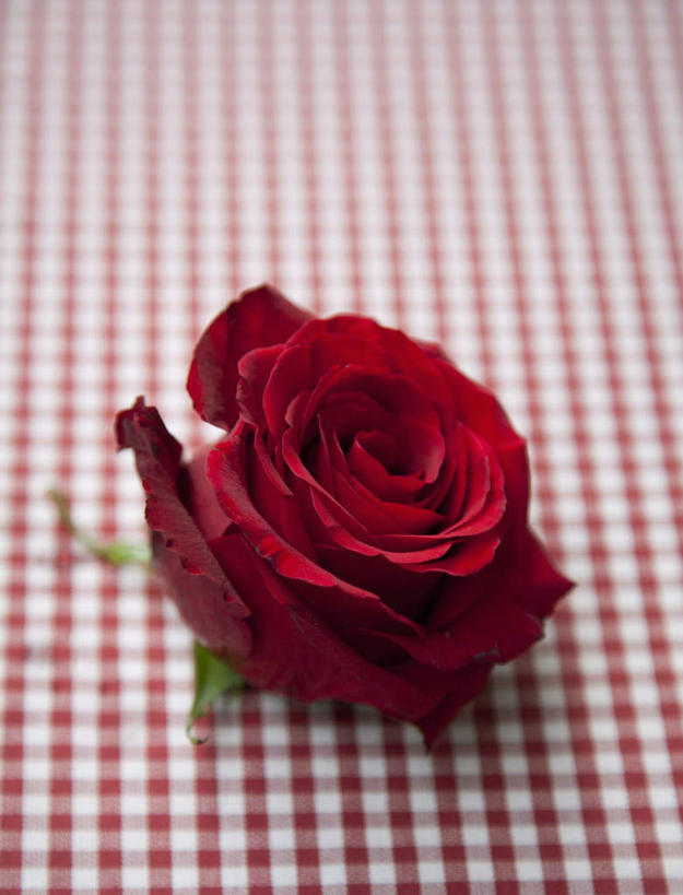 无人,竖图,俯视,室内,特写,白天,爱情,幸福,纯洁,热情,玫瑰,盛开,布料,方格,格子,玫瑰花,浪漫,花蕾,布纹,桌布,花,花瓣,花朵,鲜花,一朵,粉色,红色,餐巾,台布,花苞,花蕊,温暖,温馨,恩爱,红玫瑰,和睦,感动,尊敬,天真,刺玫花,徘徊花,彩图,高角度拍摄,融洽