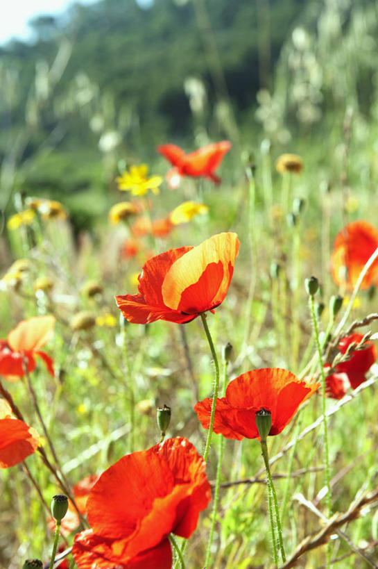 无人,竖图,室外,白天,正面,花海,花圃,美景,植物,罂粟,叶子,西班牙,欧洲,阴影,朦胧,模糊,盛开,光线,影子,景观,草药,花蕾,中药,花,花瓣,花朵,花卉,鲜花,红色,绿色,阳光,自然,花丛,花束,花田,花苞,花蕊,景色,毒品,南欧,自然风光,药材,中草药,中药材,本草,马略卡岛,西班牙王国,止痛,镇静,安眠,红罂粟,巴利阿里群岛,马略卡,巴利阿里,罂粟花,米囊花,彩图,马洛卡岛
