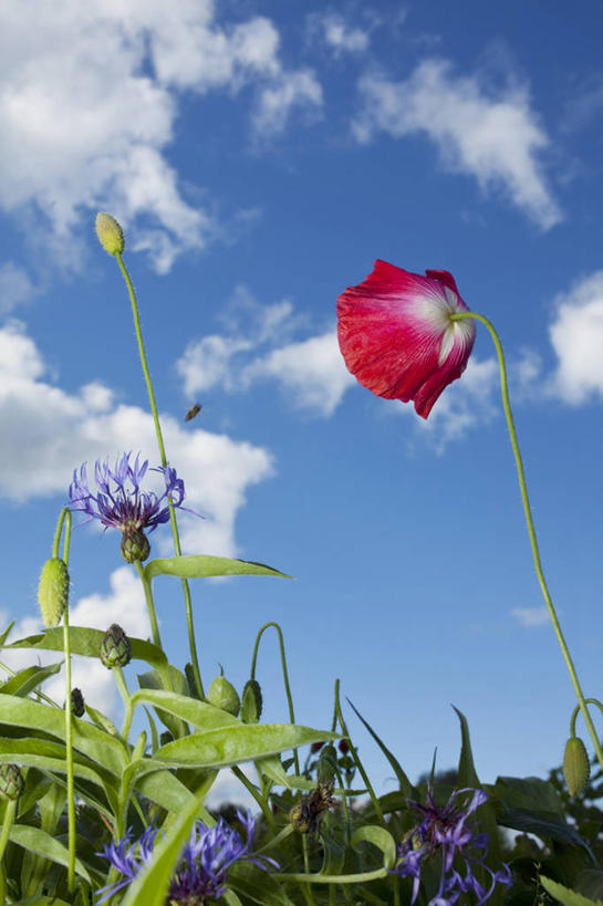 无人,竖图,室外,特写,白天,仰视,花海,花圃,美景,植物,叶子,瑞典,欧洲,阴影,盛开,光线,影子,景观,云,云朵,首都,花蕾,云彩,花,花瓣,花朵,花卉,鲜花,红色,蓝色,绿色,紫色,白云,蓝天,天空,阳光,自然,花丛,花束,花田,天,花苞,花蕊,景色,晴朗,斯堪的纳维亚,自然风光,北欧,斯德哥尔摩,斯堪的那维亚,斯堪的那维亚半岛,斯堪的纳维亚半岛,首府,瑞典王国,斯德哥尔摩省,晴空,彩图,低角度拍摄