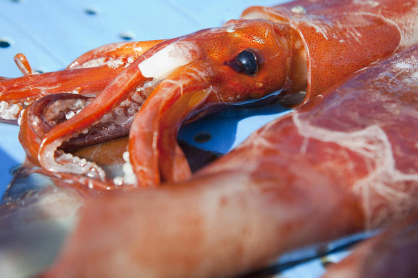 海鲜,无人,横图,俯视,室外,特写,白天,鱿鱼,三只,阴影,朦胧,模糊,光线,影子,水产,海洋生物,阳光,水生动物,海产品,水生物,海底动物,柔鱼,枪乌贼,半身,彩图,高角度拍摄