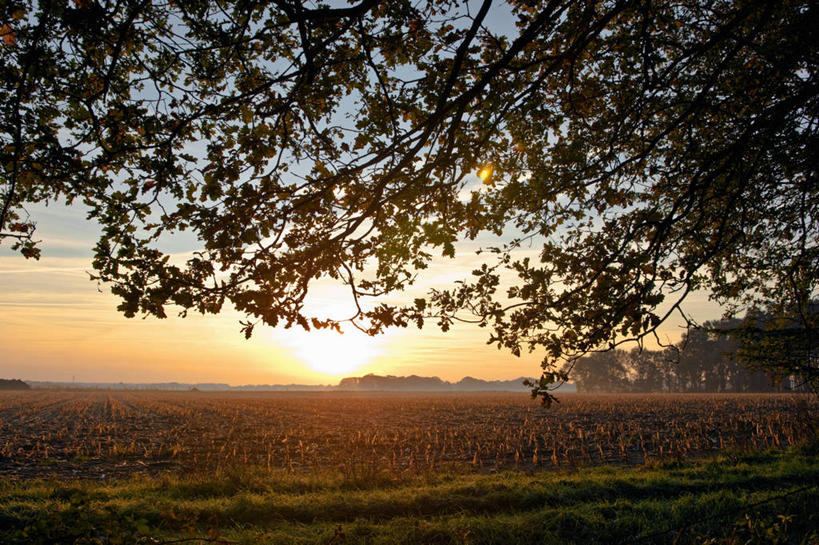 无人,农田,横图,室外,白天,正面,旅游,度假,庄稼,农作物,美景,日落,植物,德国,欧洲,阴影,光线,影子,景观,晚霞,霞光,落日,背光,娱乐,树,树木,绿色,阳光,自然,黄昏,享受,休闲,景色,彩霞,放松,生长,成长,西欧,自然风光,逆光,德意志联邦共和国,夕照,薄暮,不莱梅,夕阳,彩图,耕地,庄稼田,傍晚,斜阳