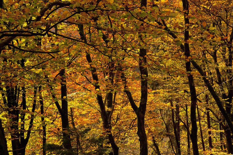 无人,横图,室外,白天,正面,旅游,度假,美景,秋季,森林,树林,植物,叶子,英国,欧洲,景观,枯叶,落叶,娱乐,树,树木,绿色,自然,享受,休闲,景色,放松,生长,成长,西欧,自然风光,大不列颠,威尔士,大不列颠及北爱尔兰联合王国,威尔士公国,康威城堡,叶,叶片,秋,秋天,彩图,大不列颠王国,大英帝国,联合王国,日不落帝国