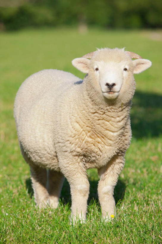 无人,农场,站,竖图,室外,白天,正面,畜牧业,牧场,草地,草坪,美景,植物,羊,英国,欧洲,阴影,光线,影子,景观,注视,英格兰,草,树,树木,一只,绿色,阳光,自然,动物,观察,看,站着,家畜,景色,牲畜,生长,成长,观看,察看,西欧,关注,自然风光,大不列颠,多塞特郡,畜牧,大不列颠及北爱尔兰联合王国,牧业,英吉利,多塞特,绵羊,站立,彩图,全身,行政区,西南英格兰,大不列颠王国,大英帝国,联合王国,日不落帝国