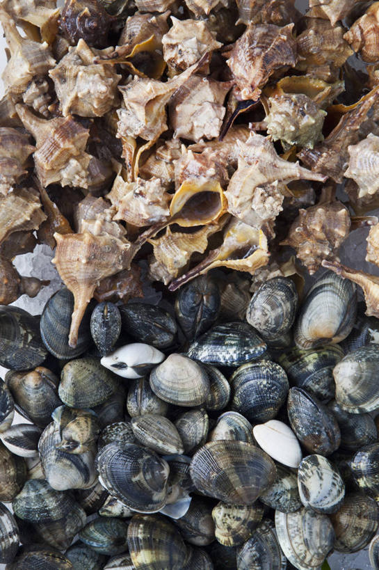 无人,竖图,俯视,室内,特写,白天,贝壳,一堆,许多,阴影,堆叠,堆积,反射,影子,蛤蜊,蛤,堆,蛤仔,贝类外壳,海螺壳,软体动物外壳,彩图,高角度拍摄