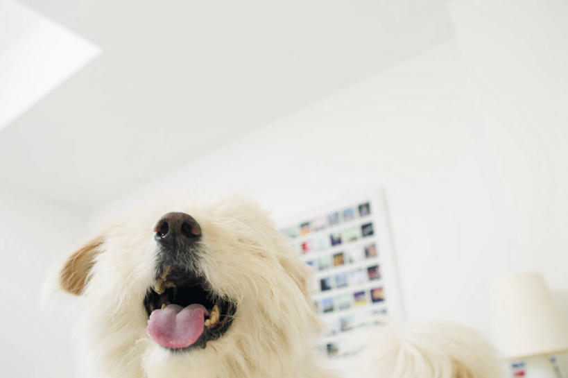 头,无人,坐,横图,室内,特写,白天,正面,天花板,宠物,狗,阴影,反射,影子,墙,梗犬,吐舌头,墙壁,墙面,一只,白色,动物,可爱,西高地白梗,忠诚,舌头,头部,犬,坐着,半身,彩图,西部高地白梗