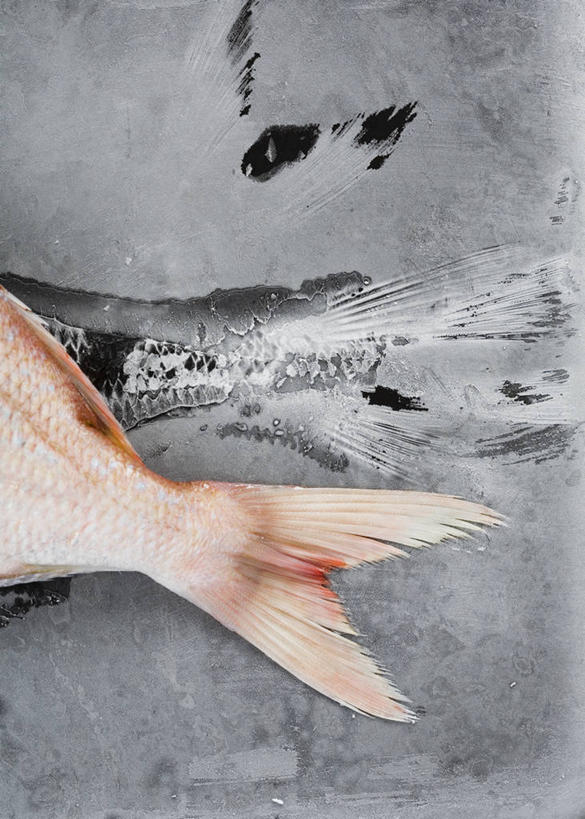 无人,竖图,俯视,室内,特写,白天,一条,阴影,花纹,反射,鱼,布,图案,影子,布纹,鱼类,海洋生物,布匹,水生动物,水生物,海底动物,罗非鱼,非洲鲫鱼,吴郭鱼,越南鱼,彩图,高角度拍摄