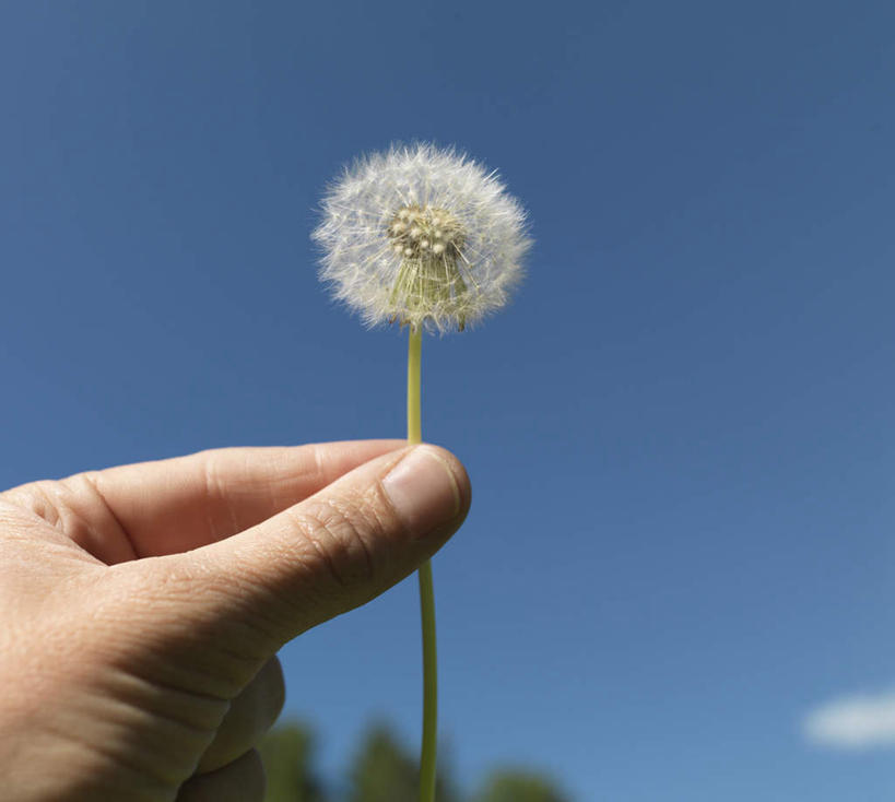 西方人,手,一个人,横图,室外,特写,白天,仰视,爱情,森林,树林,植物,蒲公英,欧洲,欧洲人,仅一个女性,仅一个人,握,阴影,盛开,光线,影子,云,云朵,拿,花蕾,云彩,拿着,花,花瓣,花朵,鲜花,树,树木,蓝色,绿色,白云,蓝天,天空,阳光,自然,天,花苞,花蕊,手部,握着,仅一个老年女性,生长,晴朗,成长,单手,开朗,老年女性,女人,女性,白种人,晴空,蒲公草,尿床草,半身,彩图,低角度拍摄