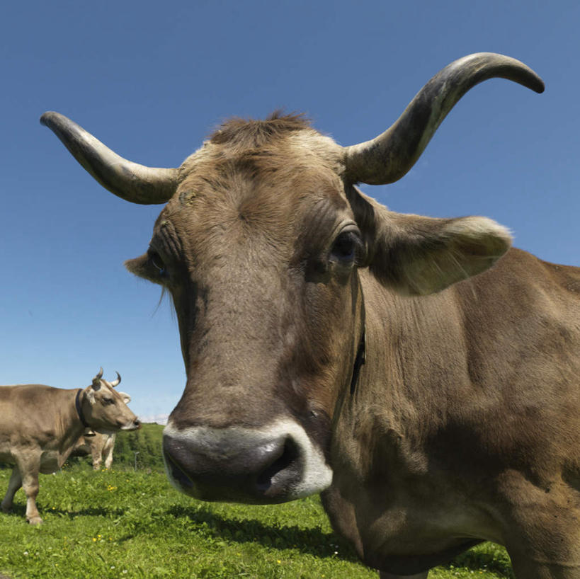 无人,农场,走,横图,室外,白天,仰视,旅游,度假,畜牧业,牧场,草地,草原,美景,植物,牛,德国,欧洲,三只,一排,阴影,整齐,光线,影子,景观,旷野,注视,娱乐,草,排列,蓝色,绿色,蓝天,天空,阳光,自然,动物,天,观察,看,享受,休闲,家畜,景色,放松,牲畜,晴朗,观看,察看,西欧,队列,关注,自然风光,原野,畜牧,万里无云,德意志联邦共和国,牧业,巴伐利亚,巴伐利亚州,拜恩州,拜恩自由州,晴空,晴空万里,步行,散步,走路,半身,彩图,低角度拍摄