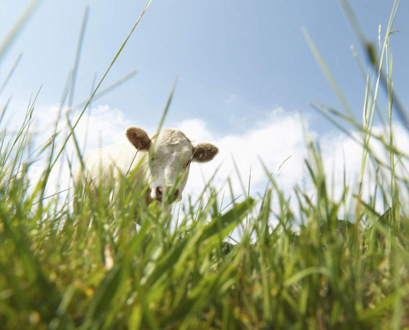 无人,农场,站,横图,室外,白天,仰视,畜牧业,牧场,草地,草原,植物,牛,德国,欧洲,阴影,光线,影子,旷野,云,云朵,云彩,注视,草,一只,蓝色,绿色,白云,蓝天,天空,阳光,动物,天,观察,看,站着,家畜,牲畜,晴朗,观看,察看,西欧,关注,原野,畜牧,德意志联邦共和国,牧业,晴空,站立,彩图,低角度拍摄,全身