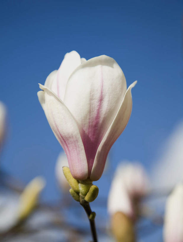 无人,竖图,室外,特写,白天,正面,美景,植物,玉兰花,阴影,朦胧,模糊,光线,影子,景观,树,树木,一朵,蓝色,绿色,白色,蓝天,天空,阳光,自然,天,景色,生长,晴朗,成长,自然风光,辛夷,木笔,万里无云,木兰花,望春玉兰,辛夷花,晴空,晴空万里,玉兰,应春花,望春花,木兰,彩图