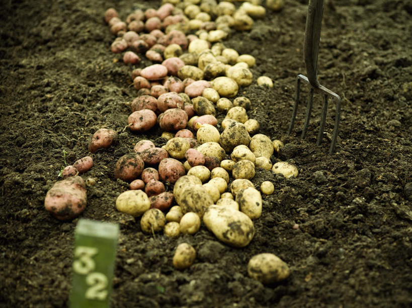 无人,横图,俯视,室外,特写,白天,指示牌,蔬菜,土豆,金属制品,许多,新鲜,金属,标志,工具,数字,文字,字符,泥土,土壤,食品,很多,标识,食物,阿拉伯数字,有机食品,绿色食品,耙子,农具,耕具,芋艿,洋芋,山药蛋,马铃薯,彩图,高角度拍摄