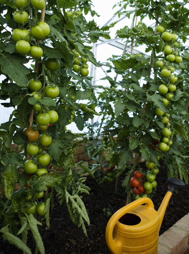 无人,竖图,室内,白天,正面,蔬菜,西红柿,许多,新鲜,壶,食品,很多,温室,洒水壶,水壶,食物,有机食品,绿色食品,设施,暖房,防寒,加温,透光,保温,浇水壶,番茄,彩图