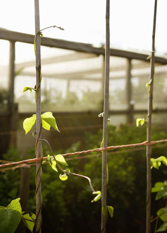 无人,竖图,室内,白天,正面,植物,豆,蔬菜,新鲜,豆类,豆子,食品,温室,架子,食物,有机食品,绿色食品,设施,暖房,防寒,加温,透光,保温,豆科,赤花蔓豆,红花菜豆,看花豆,彩图